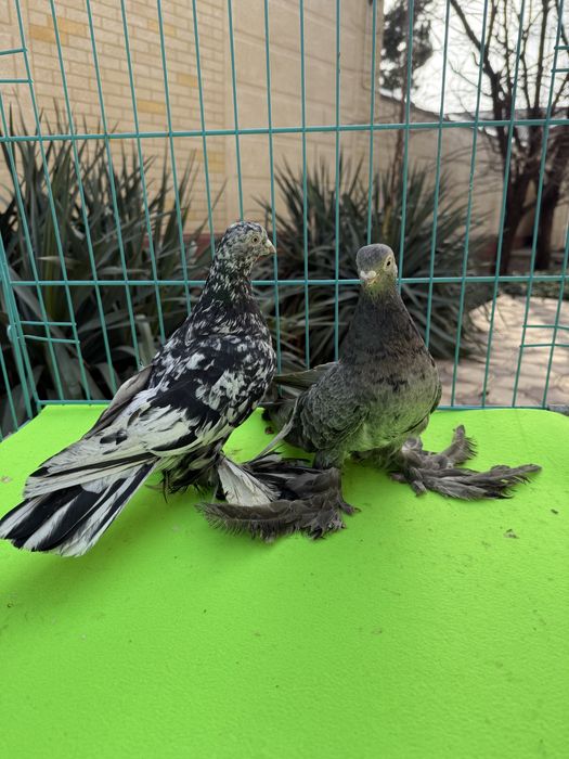 Голуби челкари пара