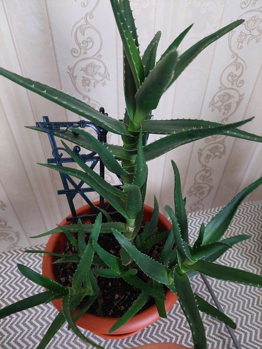 Продам цветок Алое (столетник)