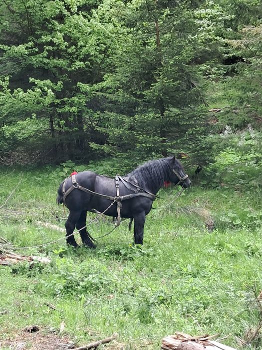 Vând armăsar de 6 ani