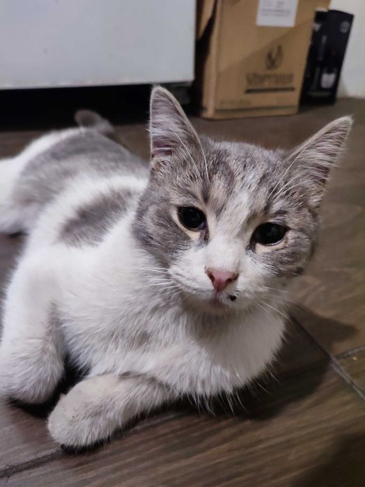Домашняя короткошерстная кошка