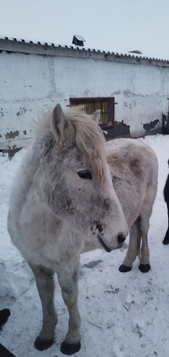 Продам кобылу...