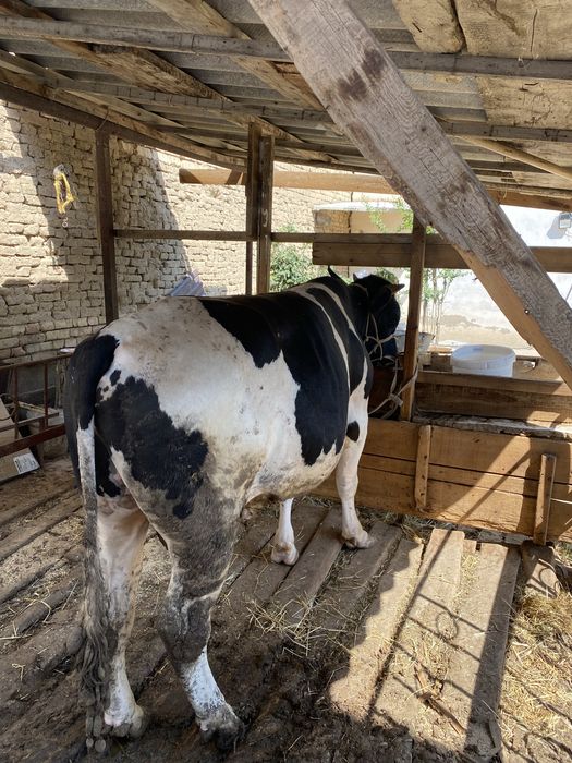 Buqa sotiladi buqa sotiladi