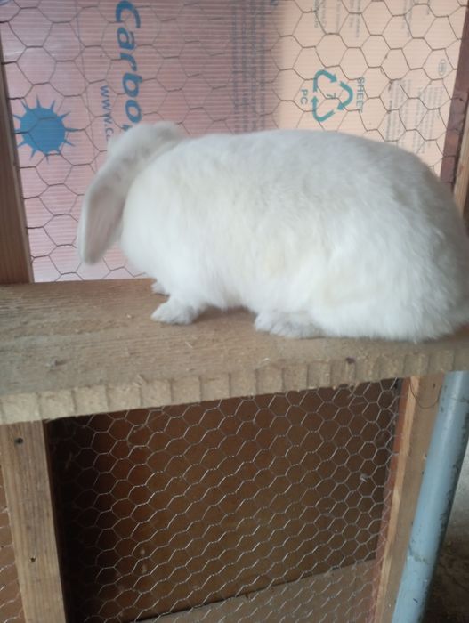 Iepuri berbec si cap de leu