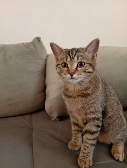 Коте Алис на 4 месеца си търси дом