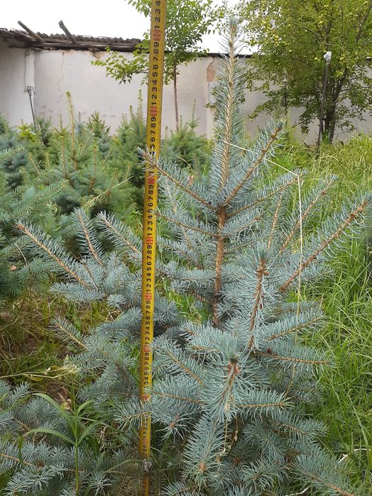 Голубая ель сотилади 500 000 мингдан