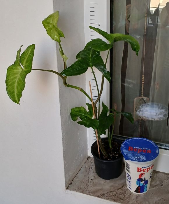 Колекция Сингониуми - Цвете на Щастието