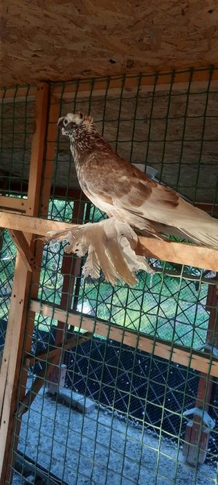 Продам голубя самец