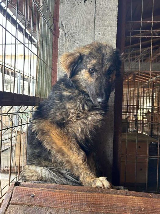 Adopta un caine - un sufletel are nevoie de stapan!