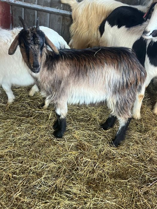 Capre tinere de vanzare