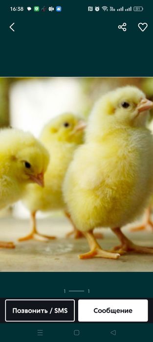 Продам Бройлеров цеплят