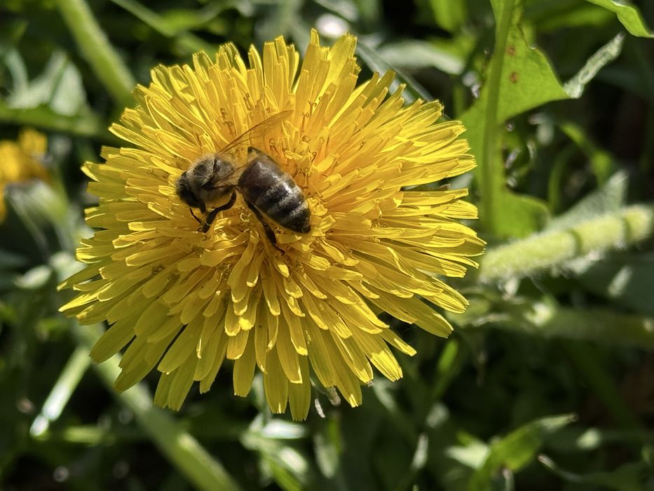Unguent de rostopască, păpădie si pătlagină (100ml)