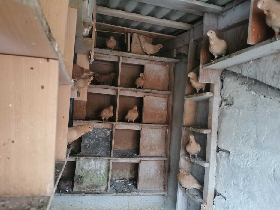 Vand porumbei Pescarusi Africani(Egipteni) si voiajori