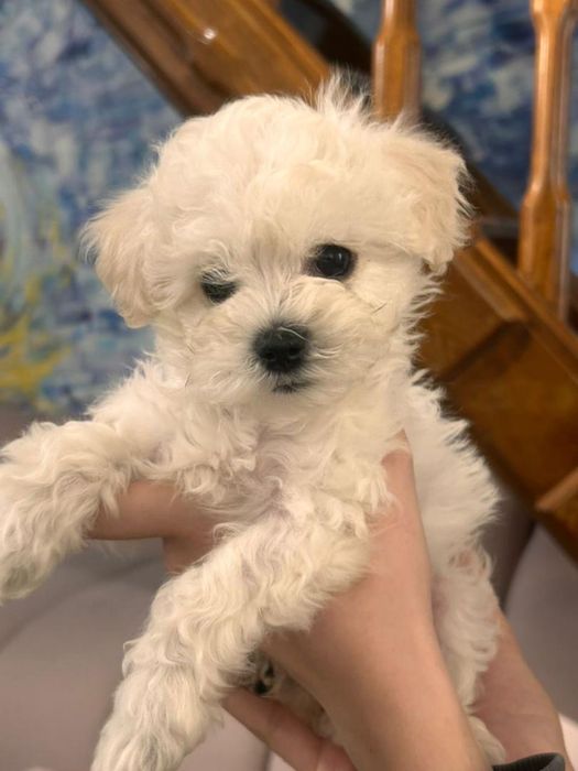 Продаем милых  щенкоа Мальтипу