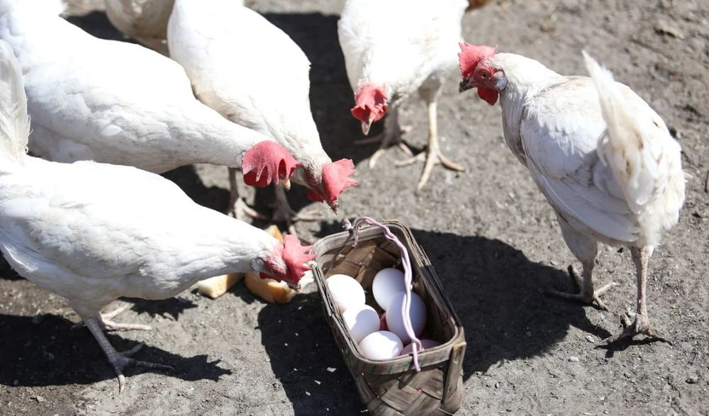 Несушки породы Леггорн