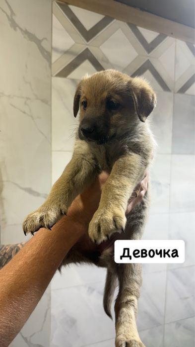 Отдам даром щенков