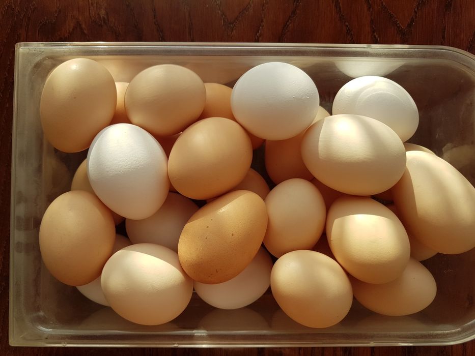 Инкубационное яйцо домашних кур