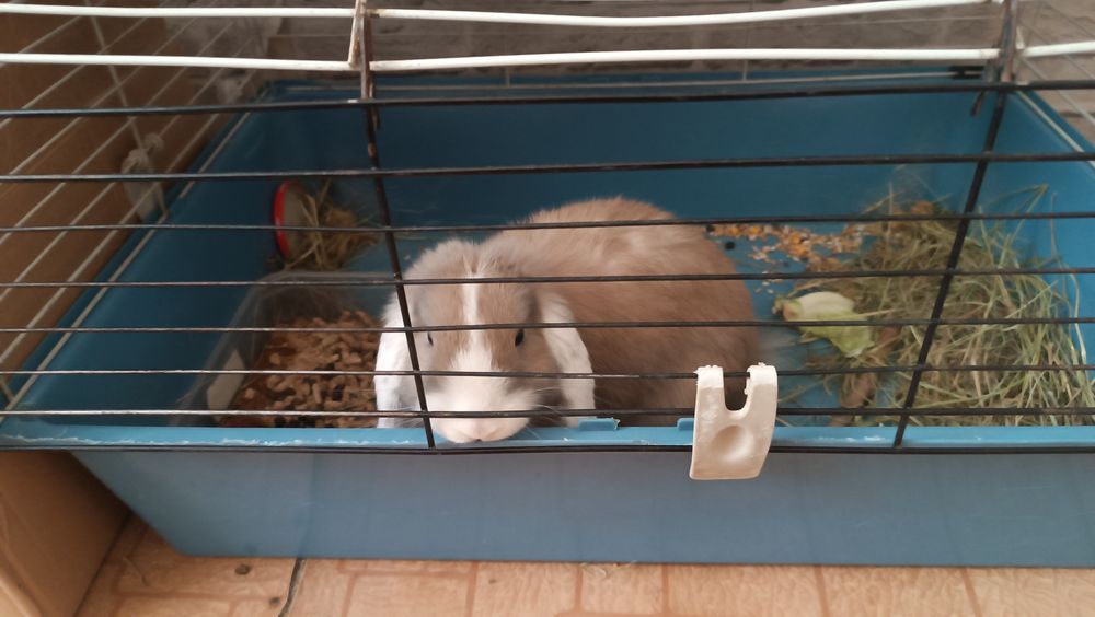 Продам декоративного кролика!