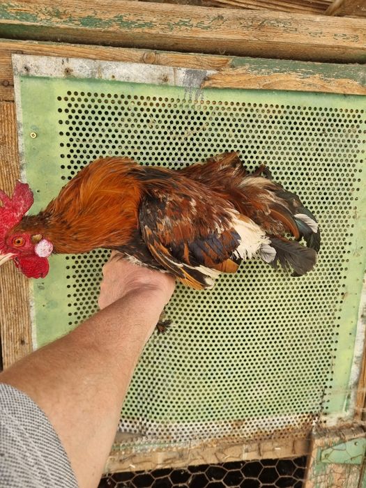 Vand cocos  credli pitic (americane).