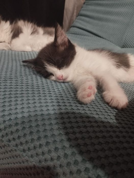Отдам котят 2 девочки