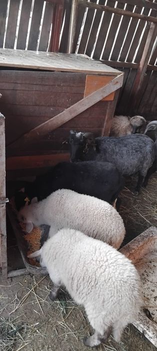 Miei crescuți la stina