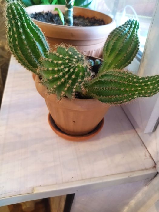 Цветы много разных видов