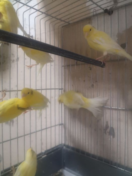 Канарейка 7-8 месяцев