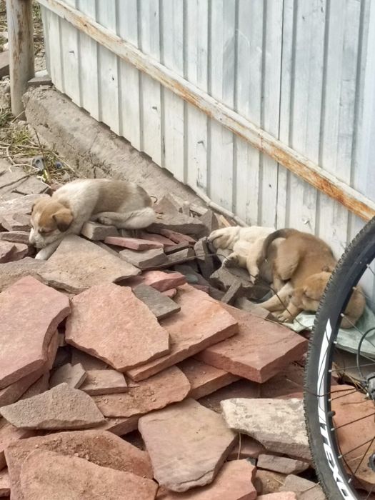 Отдам СРОЧНО щенков