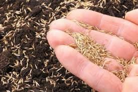 Gazon urugi  газонея семена