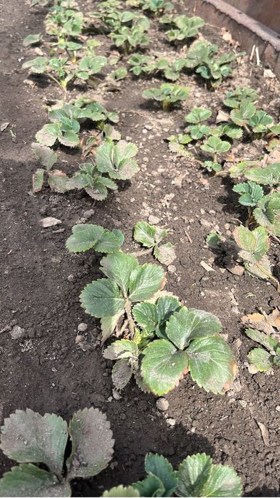 Клубника рассада