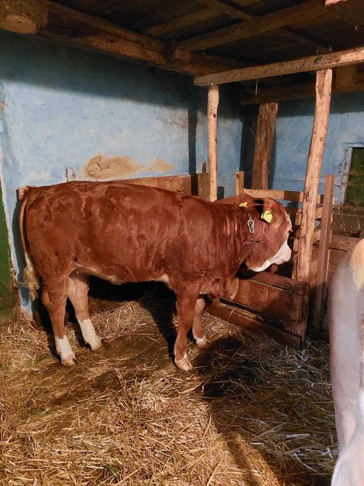 Vițea bălțată de 7 luni