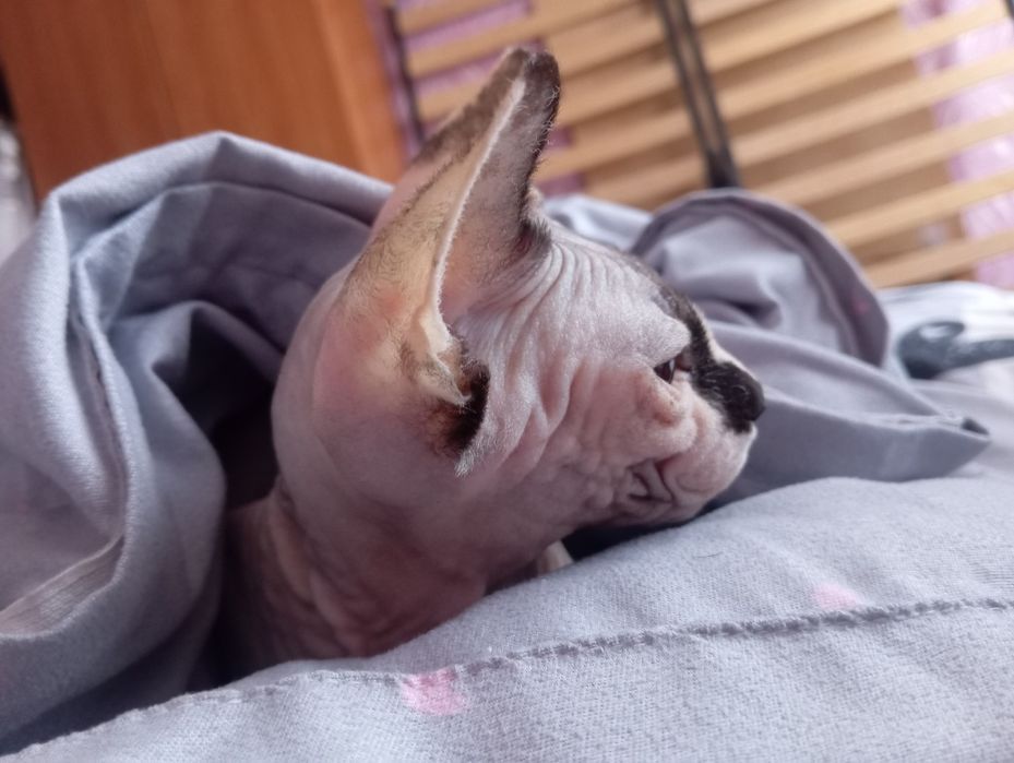 Кошка породы сфинкс