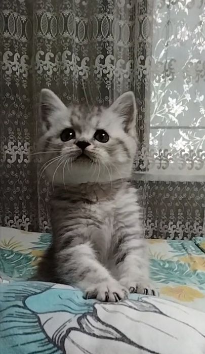 Мальчик. Скоттиш страйт