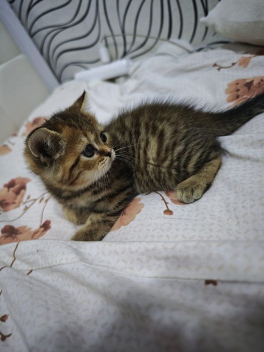 Продлиться котята бретанци