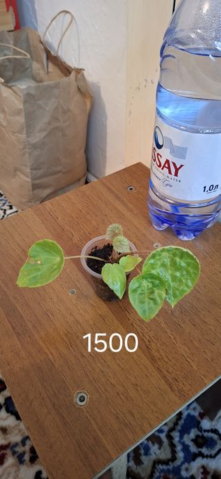 Оксалис или кислица