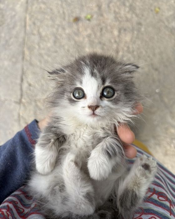 Отдам красивого кота