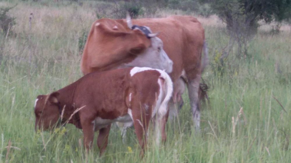 Vaca cu vitel de 1 luna jumate