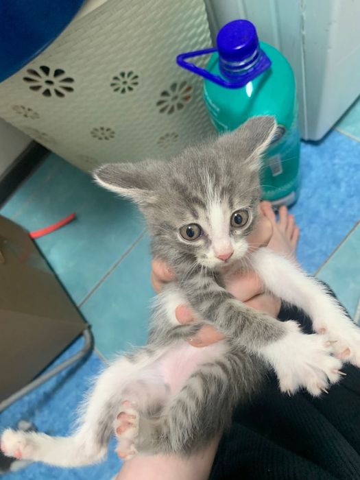 Отдам в добрые ручки.