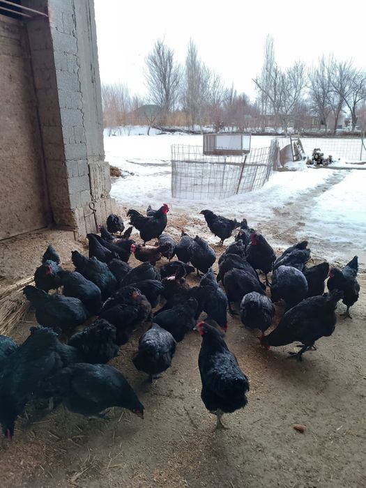 Джерсидский гигант қораздары сатылады