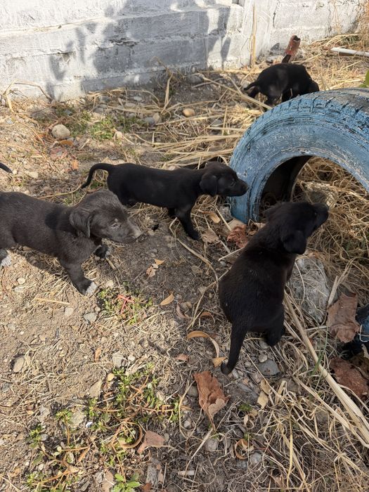 Catei adoptie 2-3 luni