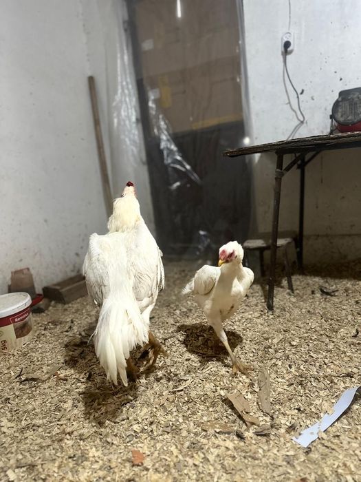 Продам даканов парачку