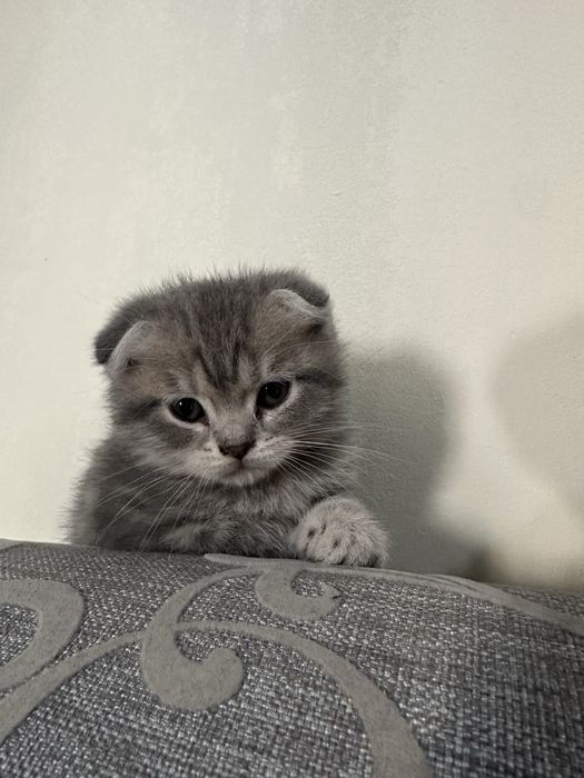 Шотландские вислоухие