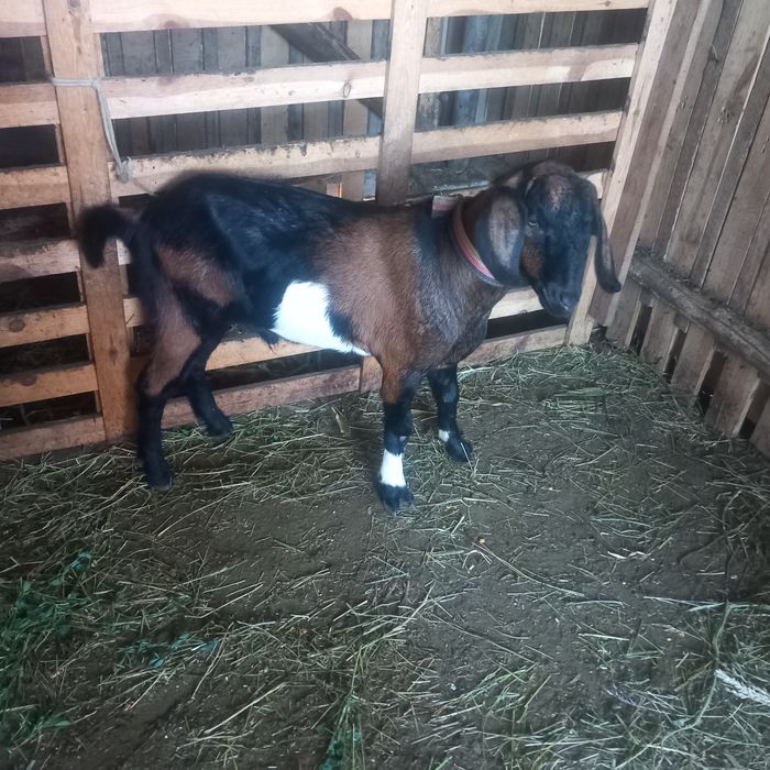 Vând un țapișor metis anglo-nubian !!!
