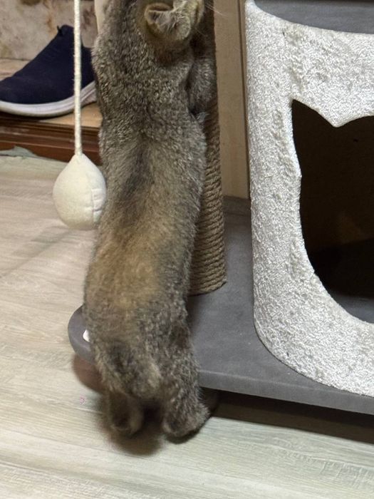 бобтейл кошка умние