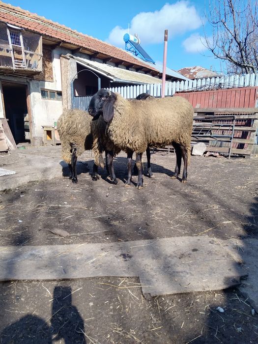 miele sarbesti + berbecut