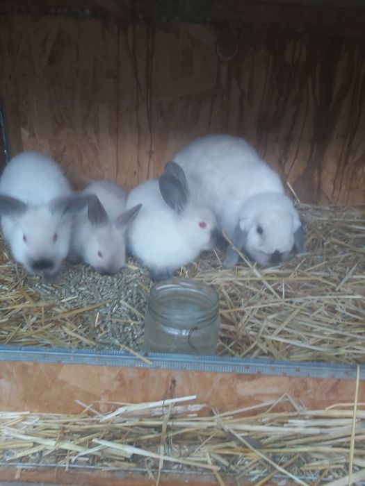 Продаются кролики крольчата куен болалари  онаси билан.