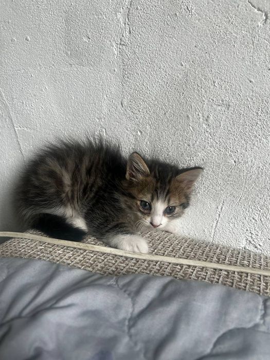 отдам котят в хорошие руки