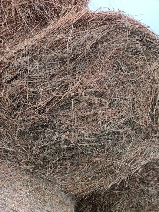 Vând baloți de lucernă