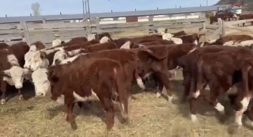 25бас акбас букалар