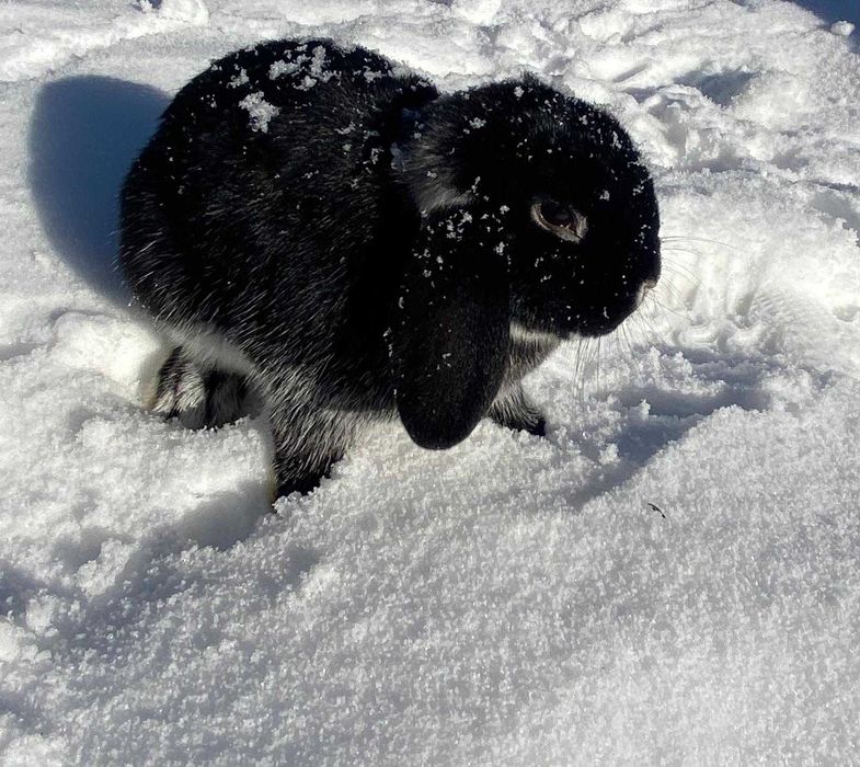 Iepuri de companie rasa Berbec German Pitic