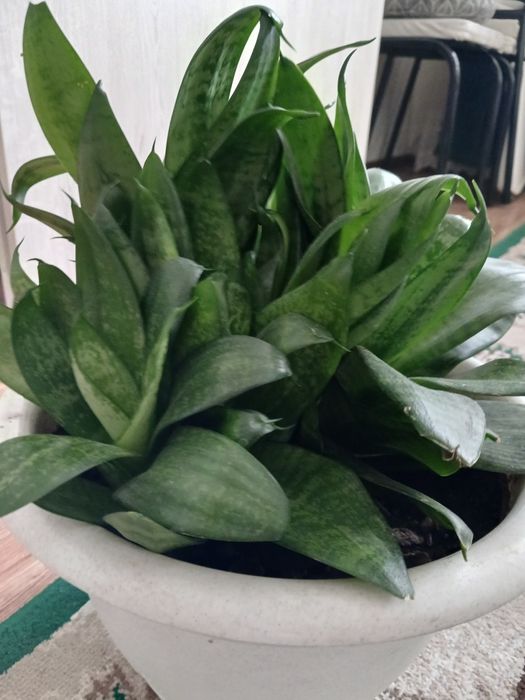 Продам срочно домашние цветы